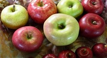 اطلاعاتی جالب در مورد تنوع سیب‌ها و خاستگاه آنها – قسمت اول