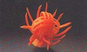 گل عنکبوت هویجی