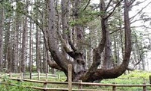 آیا اختاپوس درختی واقعیت دارد؟