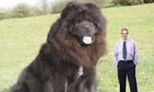 بزرگ‌ترین سگ در دنیا