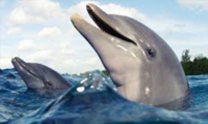 واقعیات غذایی دلفین‌ها : دلفین‌ها چه چیزی می‌خورند؟