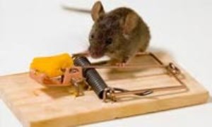 چگونه از شر موش‌ها خلاص شویم؟