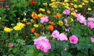 هیجده گل معطر که می‌توانید در باغچه‌ی خانه‌ی خود بکارید