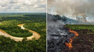 پیامدهای نگران‌کننده‌ نابودی جنگل آمازون چیست؟