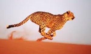 سریع‌ترین حیوان روی کره‌ی زمین