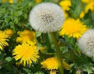 چای قاصدک چه خواصی دارد؟