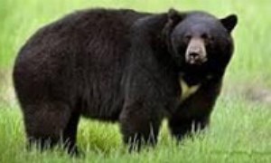 واقعیاتی در مورد خرس سیاه آسیایی