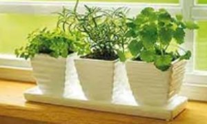زندگی آپارتمانی: نکاتی جهت نگهداری گیاهان در آپارتمان‌تان