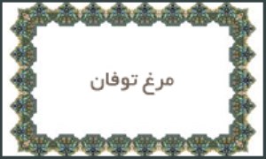 مرغ توفان