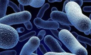 واقعیاتی در مورد باکتری اسپریلوم