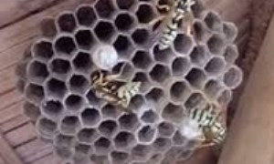 خلاصی از شر لانه‌ زنبورهای مزاحم
