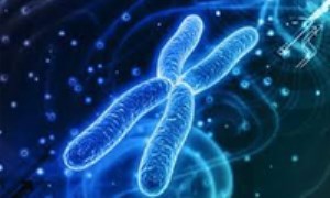 کروموزوم‏ها: توابعی از حاملان اطلاعات ژنتیکی