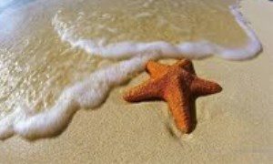 واقعیات جالب باور نکردنی در مورد ستاره‌ی دریایی
