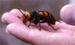 حقایقی جالب درباره زنبورهای درشت