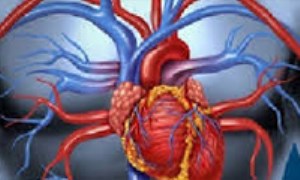 کارکرد‌های دستگاه قلبی و عروقی
