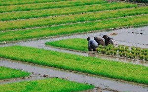 تمدن برنج در مازندران