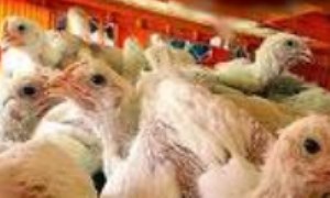 آنفلوانزاي پرندگان Avian Influenza