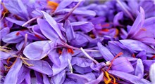 راجع به خواص گلبرگ زعفران چه میدانید؟