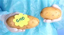 نحوه ارزیابی ایمنی خوراک دام اصلاح شده ژنتیکی