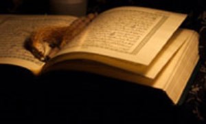 قرآن و محيط زيست