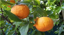 آشنایی با فواید و مضرات نارنج