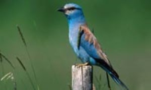 خانواده سبزقبــا (Family Cordaciidae) - پرندگان ایران