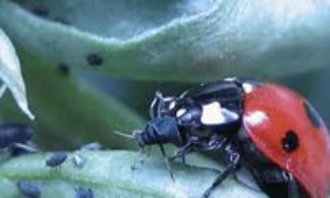 کاربرد حشرات در فن آوري‌هاي نو