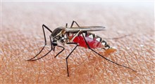مالاریا؛ علائم، دلایل، تشخیص، پیشگیری و روش‌ های درمان