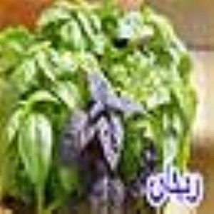 گیاه شگفت انگیز ریحان Tulsi