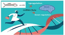 کاربرد microRNA