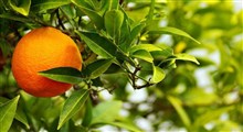 خواص نارنج برای سلامت بدن و عوارض احتمالی آن