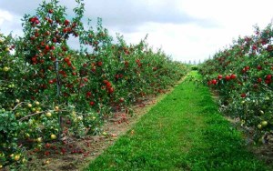 کاشت درختان میوه در راستای توسعه و پیشرفت اقتصادی