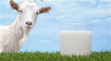 آشنایی با فواید فوق العاده شیر بز برای سلامتی