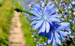 معرفی کاسنی و خواص درمانی آن