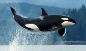 شناور صوتی در لانگ آیلند، صدای نهنگ اول را شنید