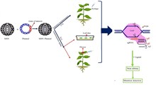 راهکارهای کاهش جهش های ناخواسته در ویرایش ژنوم گیاهان به کمک سیستم کریسپر