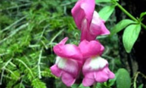 گل میمونی با نام علمی Antirrhinum majus