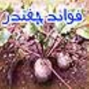 فواید چغندر