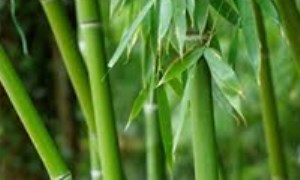 سازگاری‏های کاملاً شگفت انگیز گیاه بامبو بنگال