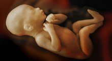 چگونگی تکامل جنین در هفته 25 بارداری