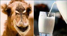 خواص فوق العاده شیر شتر برای سلامتی