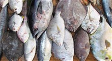 ارزش غذایی ماهی دریایی بالاتر است یا پرورشی؟