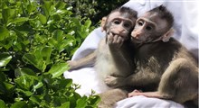 میمون تراریخته به عنوان مدلی برای مطالعه تکامل مغز انسان