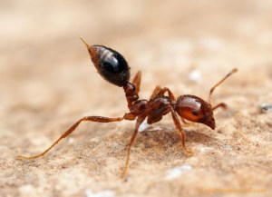 رهایی از شر مورچه ها با روش های طبیعی