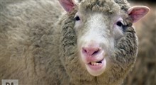درس‌هایی از گوسفندان: لزوم تداوم شبیه سازی و استفاده از مغز آنها در تحقیقات بیماری