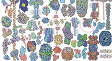 پروتئین و نقش آن در مبارزه با کرونا ویروس