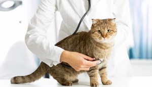 ۶ بیماری رایج گربه ها، علائم و درمان آن‌ها