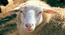 احکام عقیقه چیست و عقیقه گوسفند برای چی خوبه؟