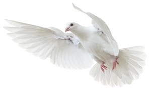 چرا کبوتر یک نماد صلح و عشق است