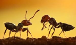 چهارده روش خانگی بسیار ساده و ایمن برای رها شدن از شر مورچه ‏ها